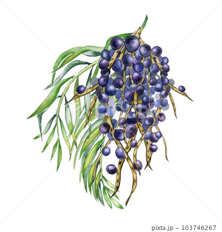 Bunch of acai berries and palm leaves watercolor illustration isolated on white. Exotic amazon small purple berries, tropical fruit hand drawn. Design element for wrapping, packaging, label 103746267