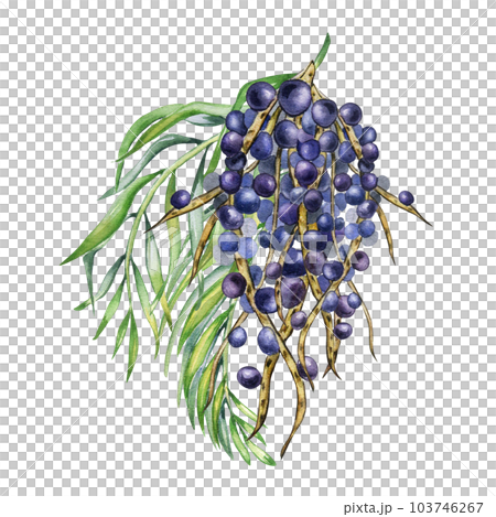 Bunch of acai berries and palm leaves watercolor illustration isolated on white. Exotic amazon small purple berries, tropical fruit hand drawn. Design element for wrapping, packaging, label 103746267