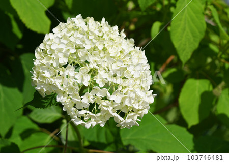 アジサイ（紫陽花） 103746481
