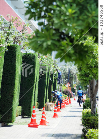 背の高い植栽の選定作業 背の高い植栽の選定作業 103746569