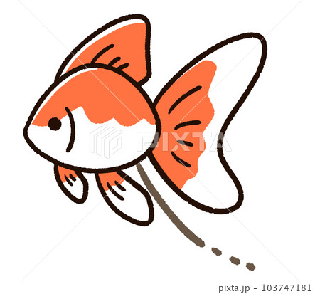 糞をしている金魚 リュウキン 糞をしている金魚 リュウキン 103747181