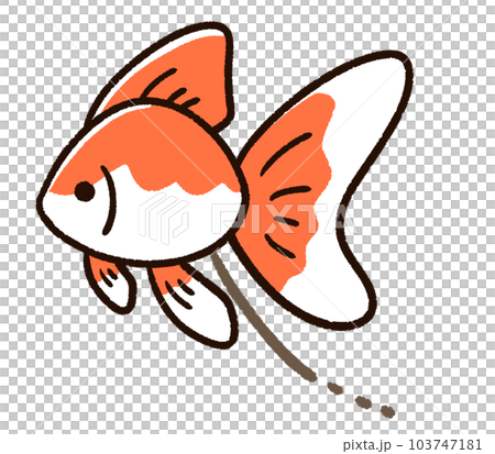 糞をしている金魚 リュウキン 糞をしている金魚 リュウキン 103747181