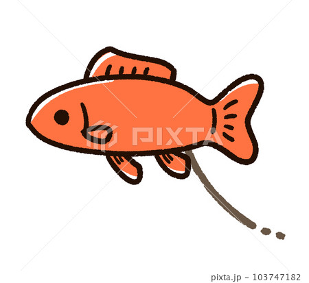 糞をしている金魚 和金 糞をしている金魚 和金 103747182