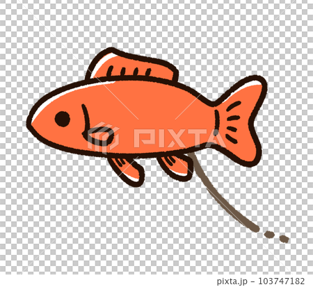 糞をしている金魚 和金 糞をしている金魚 和金 103747182