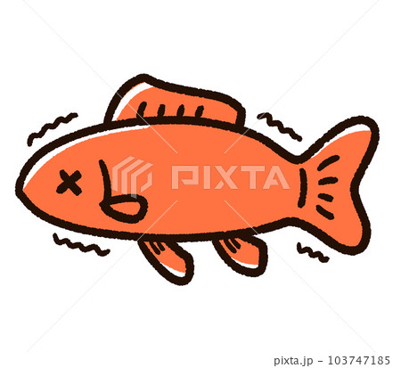 弱っている金魚 和金 弱っている金魚 和金 103747185