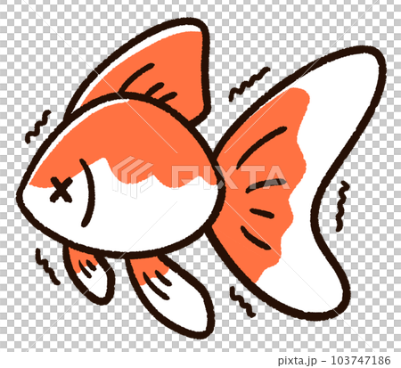 弱っている金魚　リュウキン 103747186