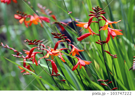緑を背景に赤橙色のヒメヒオウギズイセンの花群(マクロレンズ使用・屋外自然光・接写写真) 緑を背景に赤橙色のヒメヒオウギズイセンの花群(マクロレンズ使用・屋外自然光・接写写真) 103747222