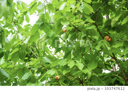 コナラにできたナラメリンゴタマバチの虫えい(虫こぶ) コナラにできたナラメリンゴタマバチの虫えい(虫こぶ) 103747612