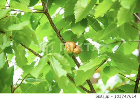 コナラにできたナラメリンゴタマバチの虫えい（虫こぶ） 103747614