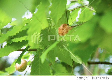 コナラにできたナラメリンゴタマバチの虫えい（虫こぶ） 103747615