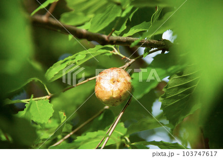 コナラにできたナラメリンゴタマバチの虫えい(虫こぶ) コナラにできたナラメリンゴタマバチの虫えい(虫こぶ) 103747617