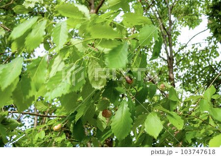 コナラにできたナラメリンゴタマバチの虫えい(虫こぶ) コナラにできたナラメリンゴタマバチの虫えい(虫こぶ) 103747618