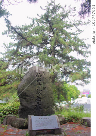 北九州市 黒崎「曲里の松並木」石碑【長崎街道】縦位置 北九州市 黒崎「曲里の松並木」石碑【長崎街道】縦位置 103747651