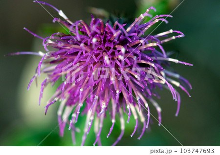 紫色の野アザミの花(マクロレンズ使用・屋外自然光・接写写真) 紫色の野アザミの花(マクロレンズ使用・屋外自然光・接写写真) 103747693