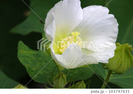 開花中の白いフヨウの花(マクロレンズ使用・屋外自然光・接写写真) 開花中の白いフヨウの花(マクロレンズ使用・屋外自然光・接写写真) 103747835