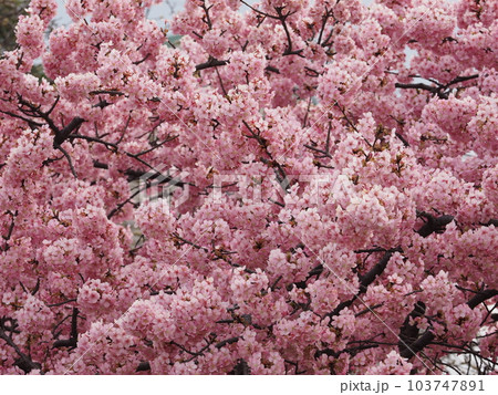 井沼方公園の河津桜 103747891