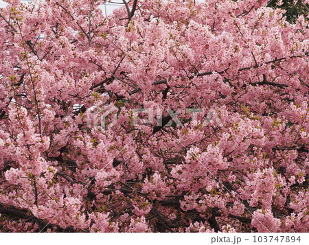 井沼方公園の河津桜 井沼方公園の河津桜 103747894