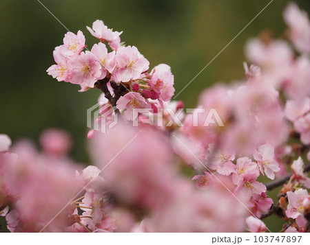 井沼方公園の河津桜 103747897
