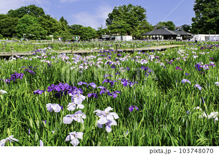東京都 東村山市 北山公園菖蒲苑 東村山菖蒲まつり 東京都 東村山市 北山公園菖蒲苑 東村山菖蒲まつり 103748070