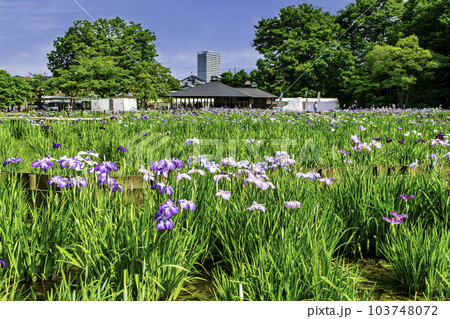 東京都 東村山市 北山公園菖蒲苑 東村山菖蒲まつり 東京都 東村山市 北山公園菖蒲苑 東村山菖蒲まつり 103748072