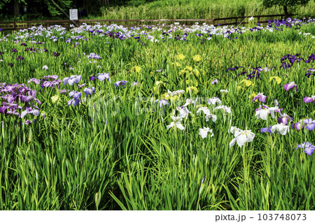 東京都 東村山市 北山公園菖蒲苑 東村山菖蒲まつり 東京都 東村山市 北山公園菖蒲苑 東村山菖蒲まつり 103748073