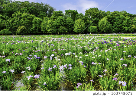 東京都 東村山市 北山公園菖蒲苑 東村山菖蒲まつり 東京都 東村山市 北山公園菖蒲苑 東村山菖蒲まつり 103748075