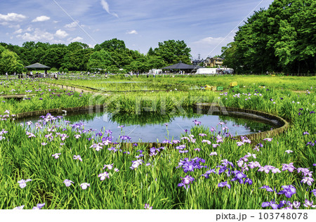 東京都 東村山市 北山公園菖蒲苑 東村山菖蒲まつり 東京都 東村山市 北山公園菖蒲苑 東村山菖蒲まつり 103748078