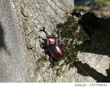 カブトムシ　クワガタムシ　夏休み　子供 103748681