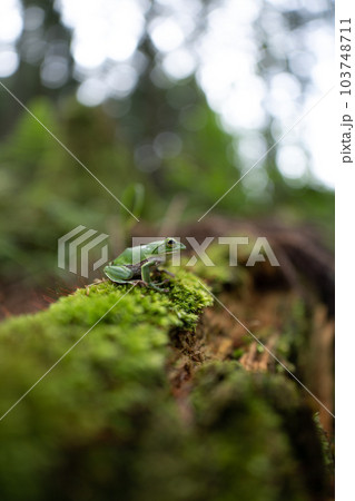 朽ち木の上のカエル 朽ち木の上のカエル 103748711