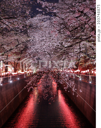 目黒川の桜 ライトアップ 目黒川の桜 ライトアップ 103748875