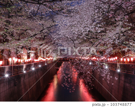 目黒川の桜 ライトアップ 目黒川の桜 ライトアップ 103748877