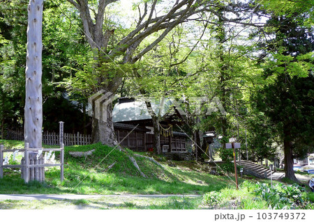 諏訪大社上社前宮の本殿と二之御柱がある風景／長野県茅野市 103749372