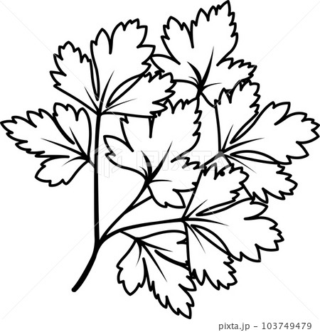 vector linear icon parsley, parsley branch, herbs and vegetables, spices and herbs, vitamin A, doodle and sketch 103749479