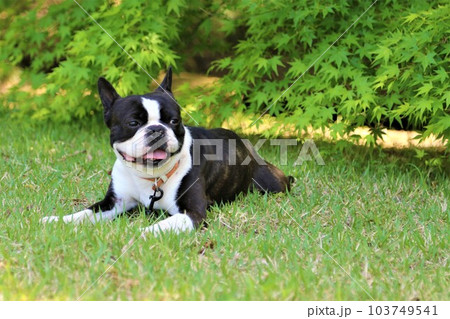 春の芝生広場に伏せる可愛い笑顔のボストンテリア♡マイティくん 春の芝生広場に伏せる可愛い笑顔のボストンテリア♡マイティくん 103749541