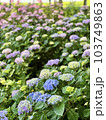 梅雨の時期に群生する紫陽花の花 103749863