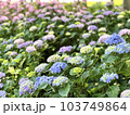 梅雨の時期に群生する紫陽花の花 103749864
