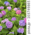 梅雨の時期に群生する紫陽花の花 103749865