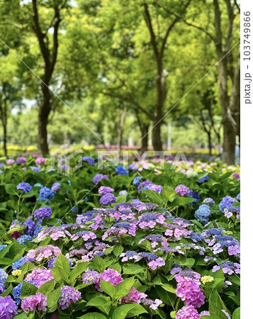 梅雨の時期に群生する紫陽花の花 103749866