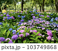梅雨の時期に群生する紫陽花の花 103749868