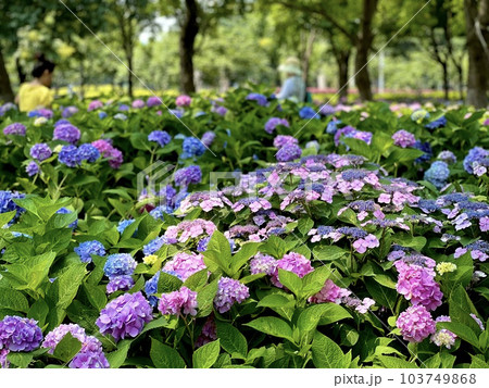 梅雨の時期に群生する紫陽花の花 梅雨の時期に群生する紫陽花の花 103749868