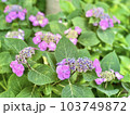 梅雨の紫陽花のつぼみ 103749872
