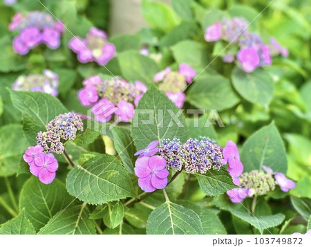 梅雨の紫陽花のつぼみ 103749872
