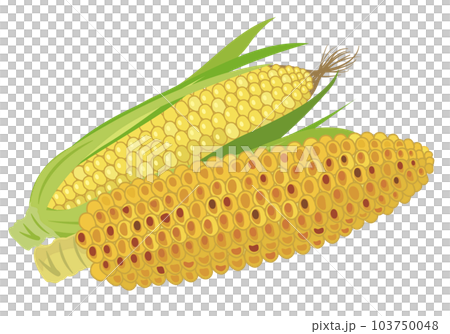 可愛的玉米插圖,適用於兒童、食品教育、教材和商業用途。 可愛的玉米插圖,適用於兒童、食品教育、教材和商業用途。 103750048