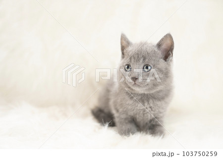 白バックとシャルトリューの仔猫 103750259