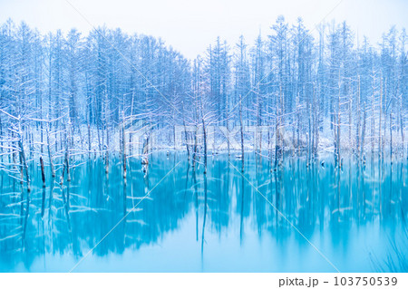 [北海道の絶景］雪の積もった青い池 103750539