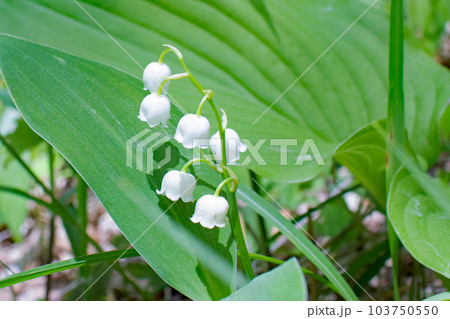 日を浴びて白く輝く日本スズラン 日を浴びて白く輝く日本スズラン 103750550
