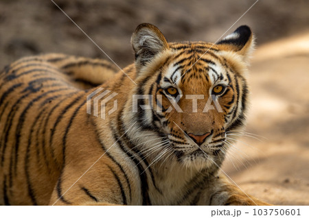 wild female bengal tiger or tigress or panthera tigris tigris extreme closeup image or fine art portrait with eye contact at jim corbett national park or tiger reserve uttarakhand india asia 103750601