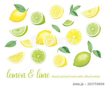 水彩で描いたカットされたレモンとグリーンレモンのイラスト素材セット 103750609