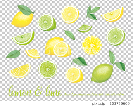 水彩で描いたカットされたレモンとグリーンレモンのイラスト素材セット 103750609