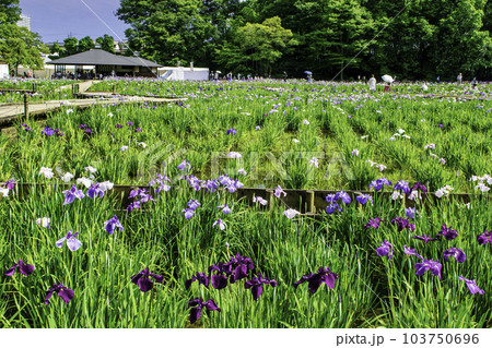 東京都 東村山市 北山公園菖蒲苑 東村山菖蒲まつり 東京都 東村山市 北山公園菖蒲苑 東村山菖蒲まつり 103750696
